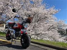モンキーと桜
