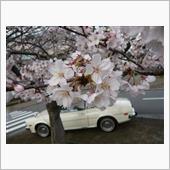 今年の桜・・・