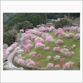 2022.03.28 お花見 ...