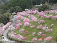 2022.03.28 お花見ツーリング🚗💨🌸　(同じ様な画像が続きますm(_ _)m)