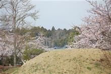 やっと桜が見頃に・・・１週間遅れ