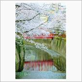 東京の人気の桜の花見スポット ...