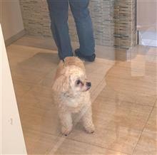 愛犬くぅたの長～い半日（狂犬病予防接種の日）