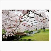 散る前の桜サイクリング