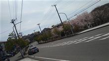 今年も一眼レフカメラで満開の桜を(その２)