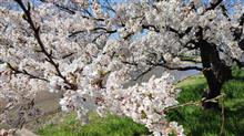 桜が満開です