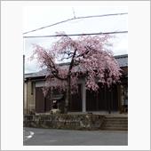 ちょっと花を見に行ってくる。