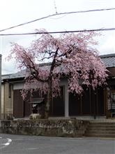 ちょっと花を見に行ってくる。
