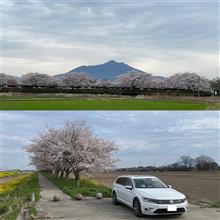 下妻から 桜と菜の花と筑波山を･･･