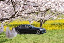 ちょっとだけ、桜ドライブ