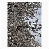 お花見カブツー🌸