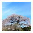 しだれ桜