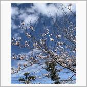 春の桜の咲く頃に