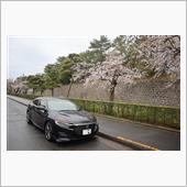 桜満開の京都へ・・・