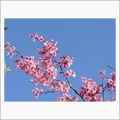 晴れがイイですね？　近所の桜