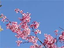 晴れがイイですね？　近所の桜