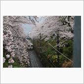 花見ついでに撮り鉄してみまし ...