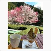 花桃　桜　ドライブ