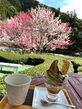 花桃　桜　ドライブ