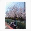 おっさんと桜を見る会？！