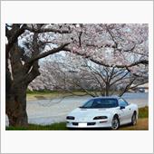 桜と三刀屋城跡