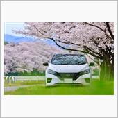 今日も桜を