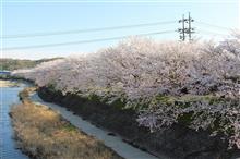 お花見ドライブ