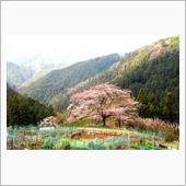 ご近所の桜