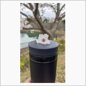 花見散歩
