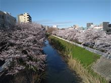 桜の花が満開で～す！！！