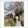 今年の桜