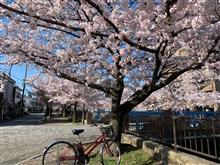 朝の通勤時にお花見♪