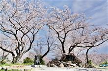 洗車の後は... 桜満開　変化は楽しい　本の世界