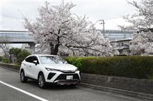 満開の桜をバックに
