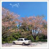 桜第三弾：頓定の枝垂れ桜(此 ...