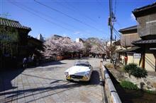 今年の桜