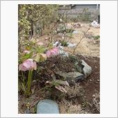 富士桜御殿場