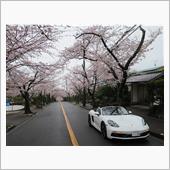 ボクスターで桜トンネルドライブ
