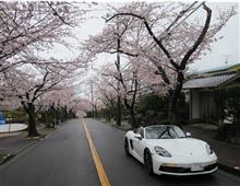 ボクスターで桜トンネルドライブ