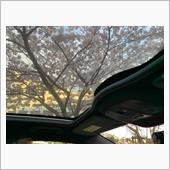 ガラスルーフから桜