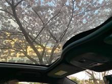 ガラスルーフから桜