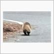 南伊豆蛇石峠でホンドアナグマ🦡に遭遇しました