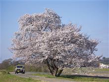 ジムニーでぶらととち桜旅(13日目 岡山から鳥取へ) ジムニーでぶらととち桜旅(13日目 岡山から鳥取へ)