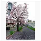 散歩道の桜散りはじめ！