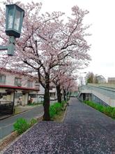 散歩道の桜散りはじめ！