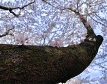 お花見