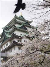 名古屋城の桜