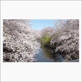 桜のトンネルと横浜さんぽ♪