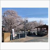 桜狩り