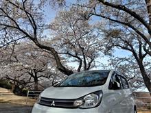 種松山公園西園地の桜